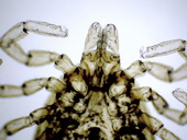 Klíště ježčí (Pholeoixodes hexagonus) - samice