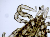 Klíště obecné (Ixodes ricinus) - nymfa, detail