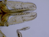Klíště obecné (Ixodes ricinus) - samice