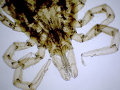 Klíště obecné (Ixoder ricinus) - samice