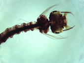 Komár pisklavý larva